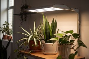 Is Artificial Light Enough for Growing Plants Indoors Let’s Explore