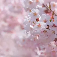 Japanese-Flower-Meanings_-Language-Of-Japanese-Gardens-1