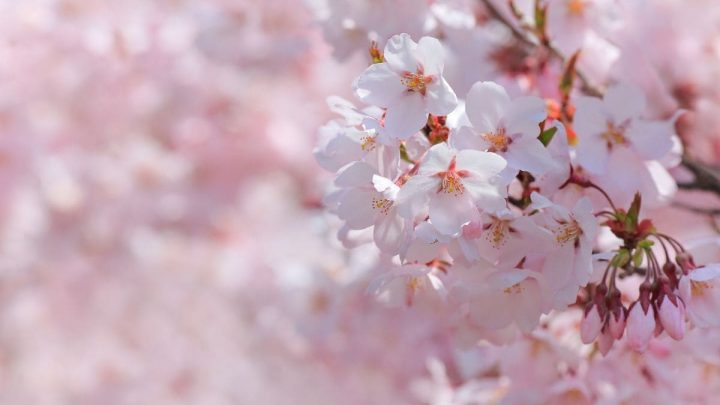 Japanese Flower Meanings: Language Of Japanese Gardens