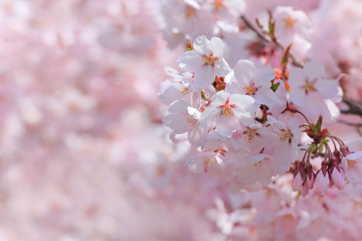 Japanese Flower Meanings Language Of Japanese Gardens Plantisima