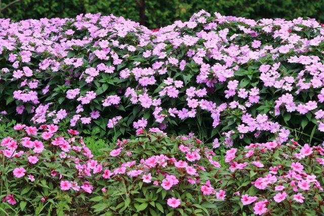 Japanese Flower Meanings Language Of Japanese Gardens Plantisima japanese-flower-meanings-language-of-japanese-gardens-plantisima