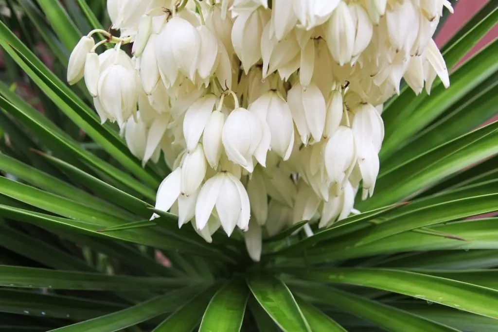 National Flower Of El Salvador Flor De