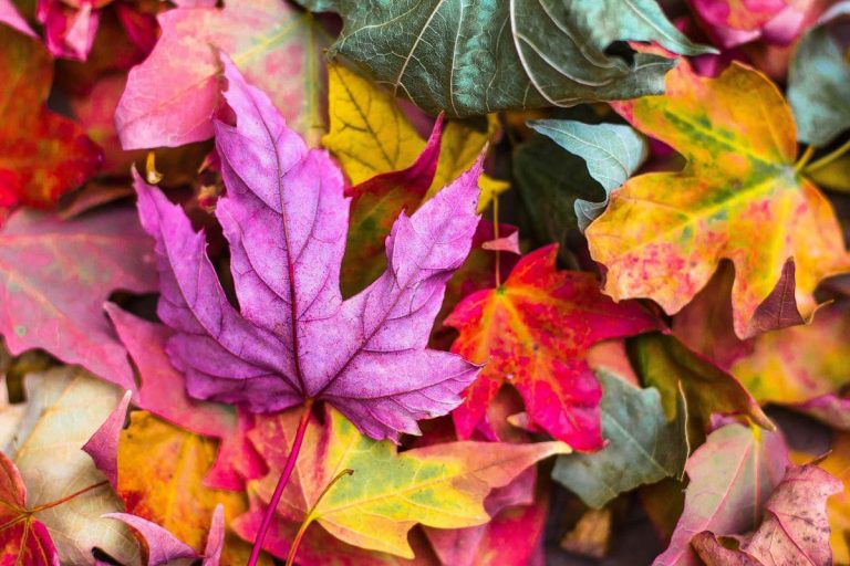 Learn-All-On-How-Long-Does-It-Take-For-Leaves-To-Decompose