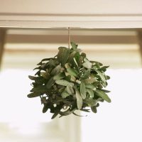 Learn-How-To-Hang-Plants-From-Ceiling-Without-Drilling