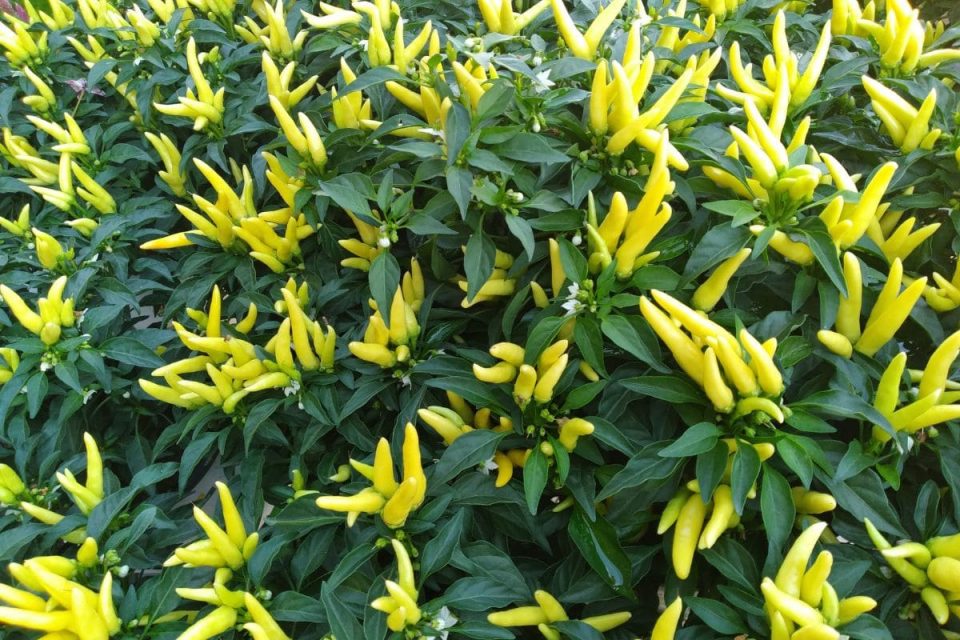 How Often To Water Pepper Plants Watering Schedule Of Piper Plantisima