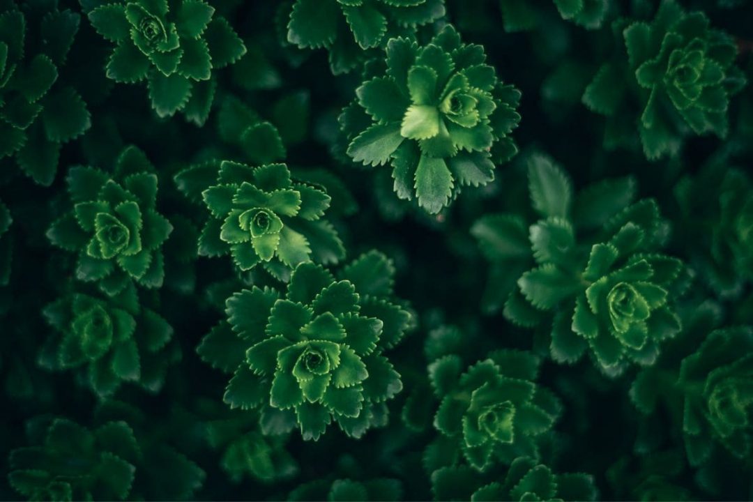 Can Plants Grow With Artificial Light? Let's Find Out! Plantisima