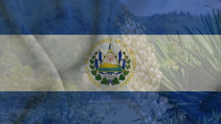 National Flower Of El Salvador: Flor De Izote