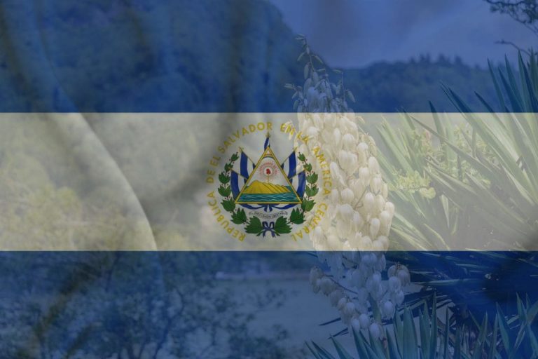 National Flower Of El Salvador_ Flor De Izote