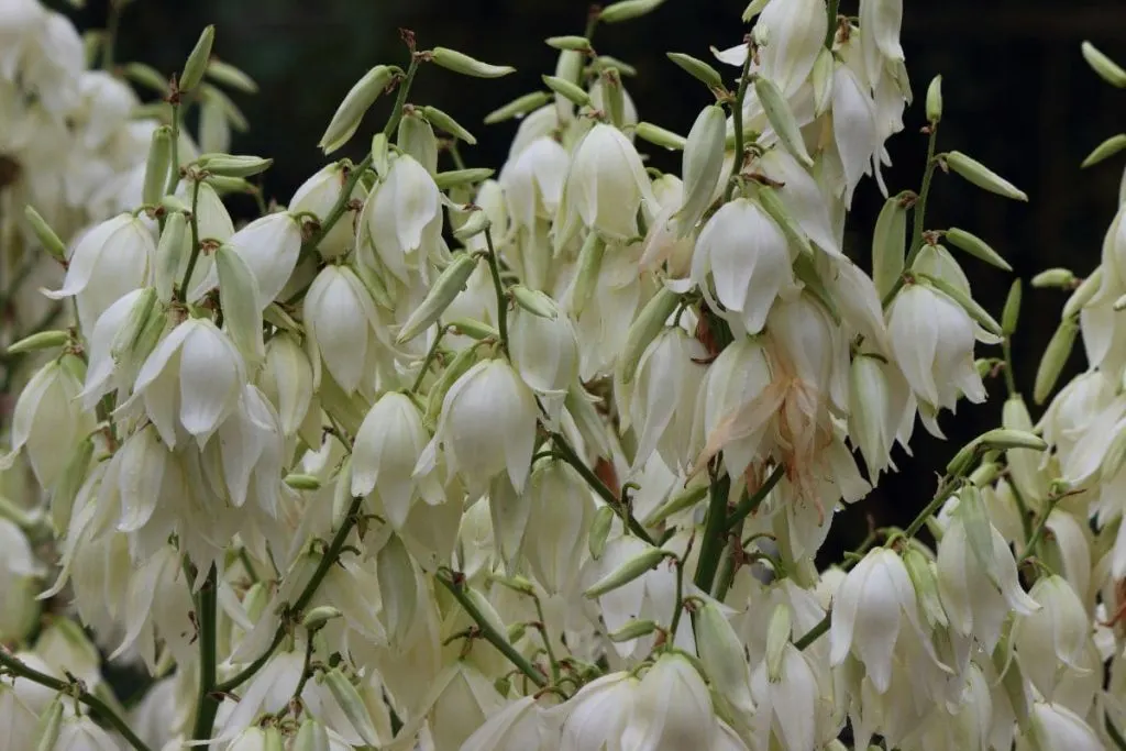 National Flower Of El Salvador Flor De