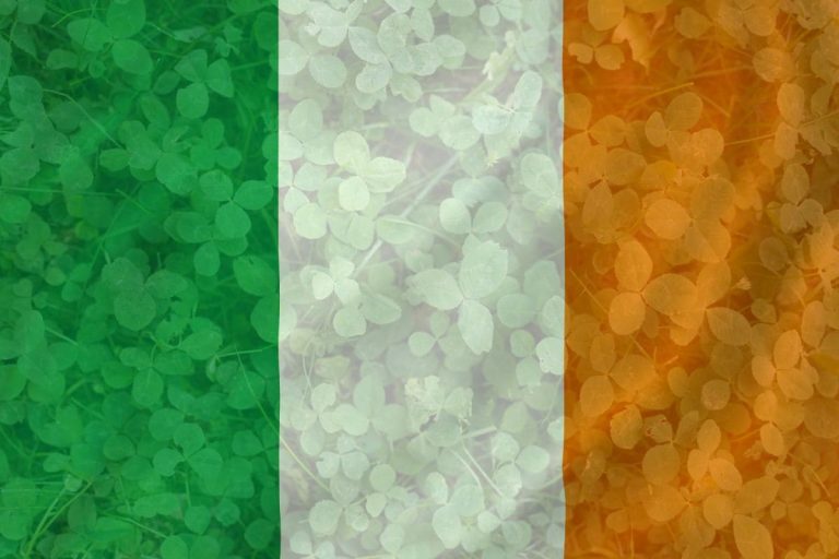National Flower Of Ireland_ Good Luck Charm Shamrock Plant