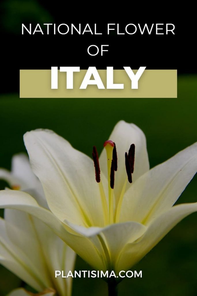 National Flower Of Italy Oriental White Lily pin