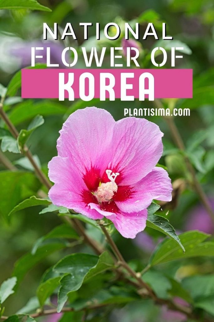 National Flower Of Korea pin