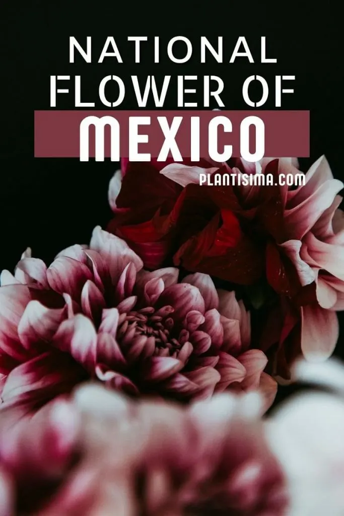 National Flower Of Mexico pin