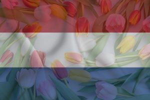 National flower of Netherlands