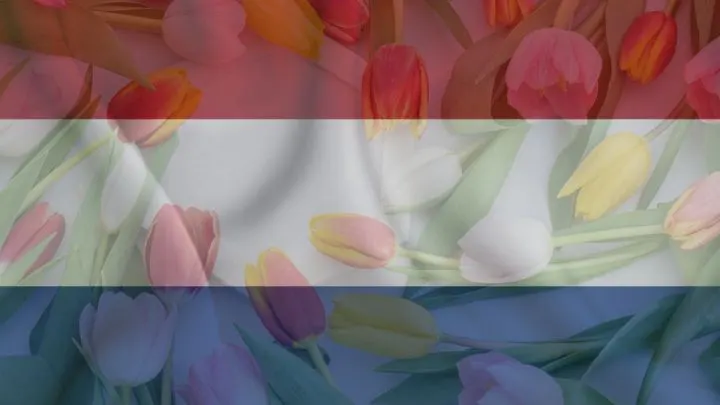 National Flower Of Netherlands: Tray Of Jewel Tulip