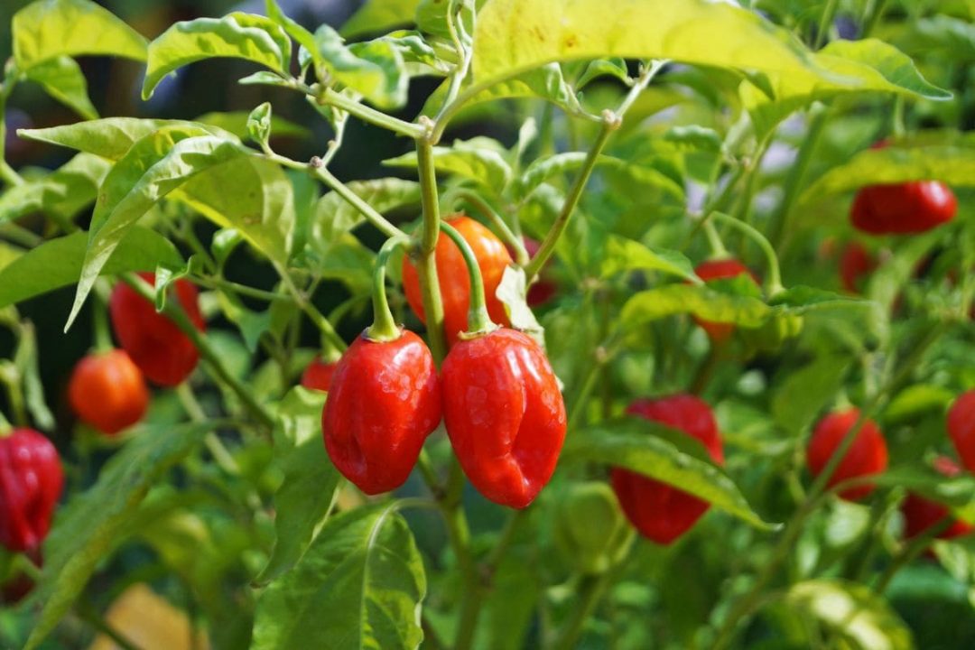 How Often To Water Pepper Plants Watering Schedule Of Piper Plantisima
