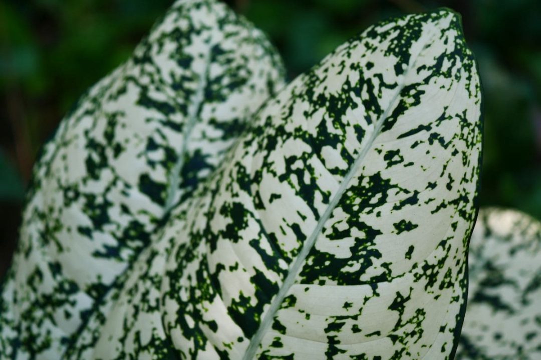 Dieffenbachia Reflector Tips For Care Of Dumb Cane Plants Plantisima