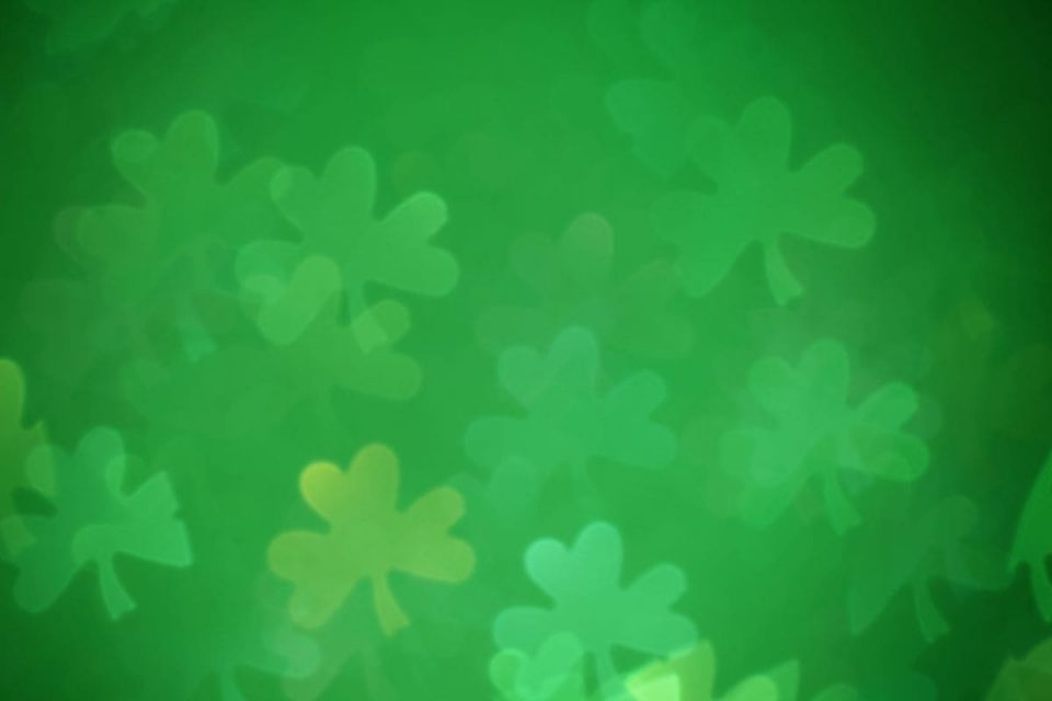 National Flower Of Ireland Good Luck Charm Shamrock Plant Plantisima