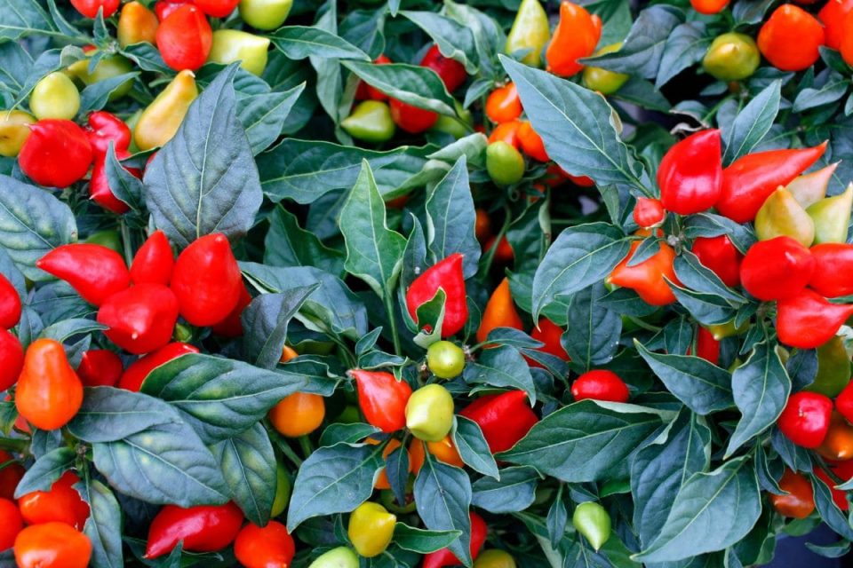 How Often To Water Pepper Plants Watering Schedule Of Piper Plantisima