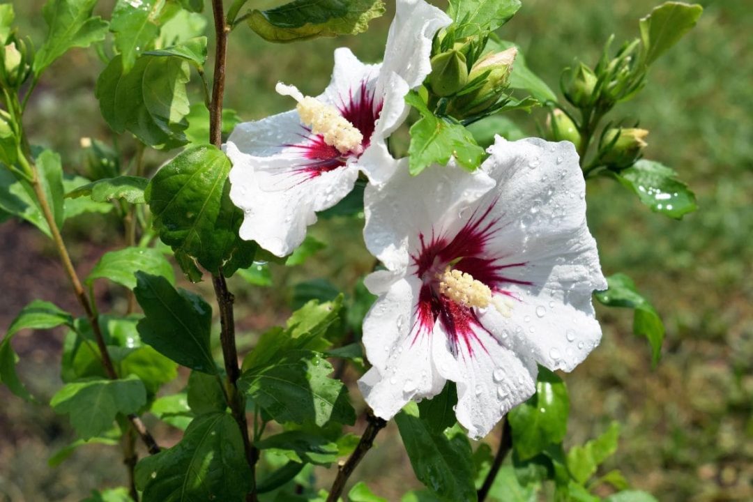 National Flower Of Korea: Blooms Of Hibiscus Syriacus - Plantisima