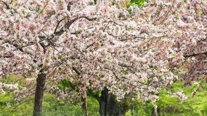 Spring Snow Crabapple: Dash Of Winter In Your Yard During Springtime