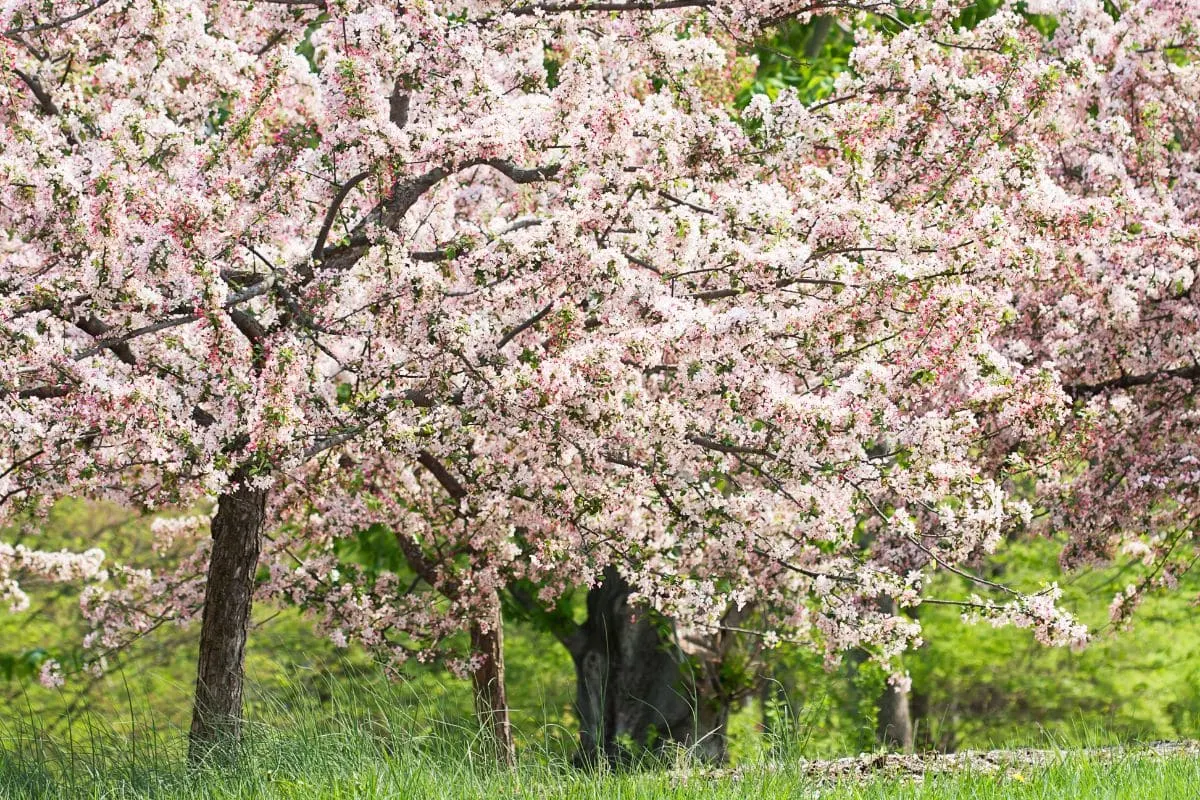 Spring-Snow-Crabapple_-Dash-Of-Winter-In-Your-Yard-During-Springtime