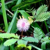 Tickle-Me-Plant_-Care-Guide-For-Mauve-Flower-Puffs