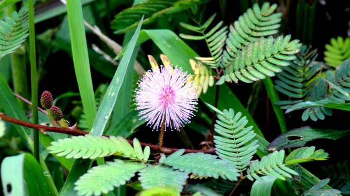 Tickle Me Plant: Care Guide For Mauve Flower Puffs