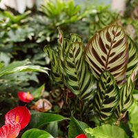 Tips-For-Growing-Jungle-Velvet-Calathea