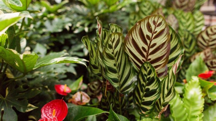 Tips For Growing Jungle Velvet Calathea