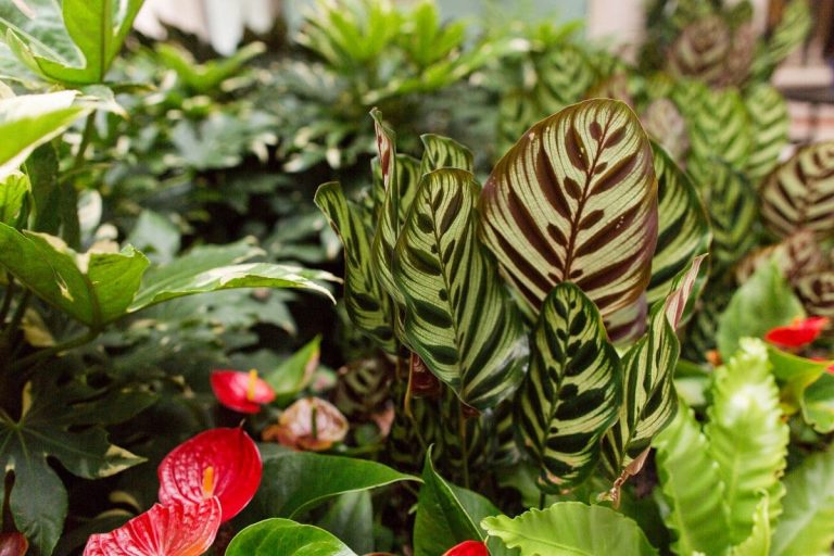 Tips-For-Growing-Jungle-Velvet-Calathea