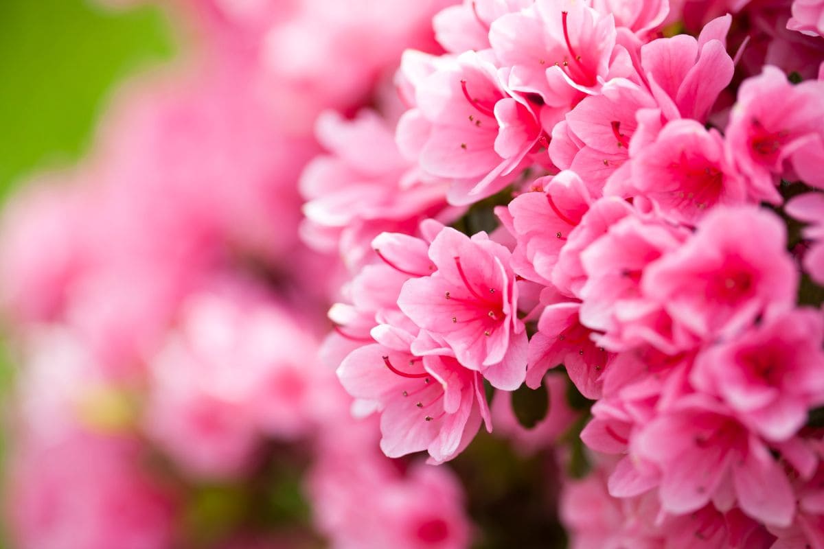 Types-Of-Azaleas_-9-Woody-Shrubs-For-Your-Woodland-Garden