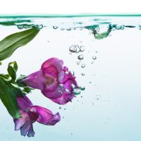 Underwater-Flowers_-15-Aquatic-Plants-For-Your-Water-Garden-Indoors