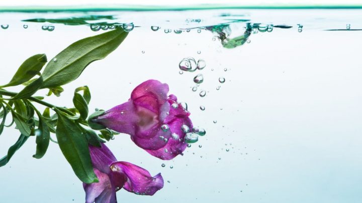 Underwater Flowers: 15 Aquatic Plants For Your Water Garden Indoors