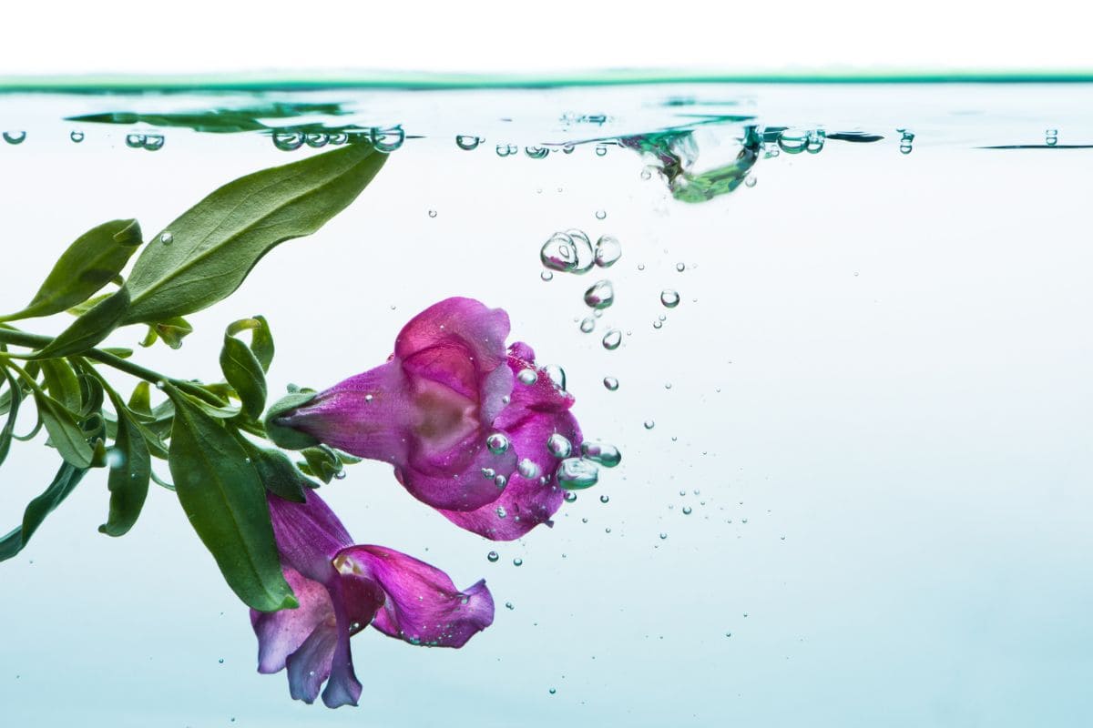 underwater flowers Archives Plantisima