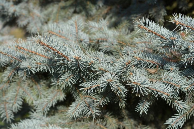 Weeping Blue Spruce: Care For Picea Abies Landscape Plant