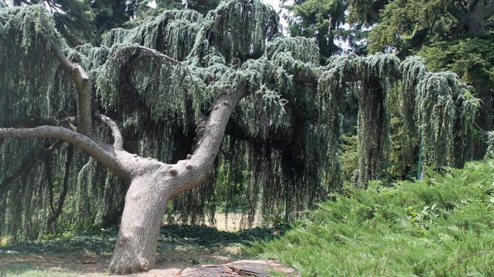 Weeping Blue Spruce: Care For Picea Abies Landscape Plant