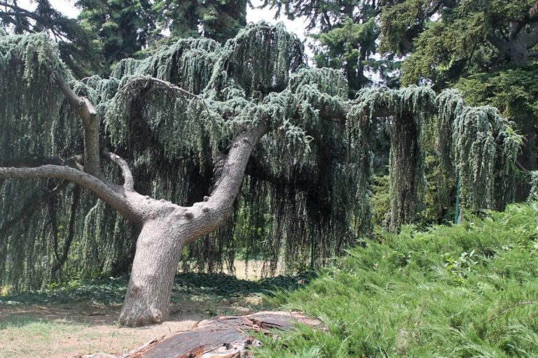 Weeping-Blue-Spruce-Care-For-Picea-Abies-Landscape-Plant