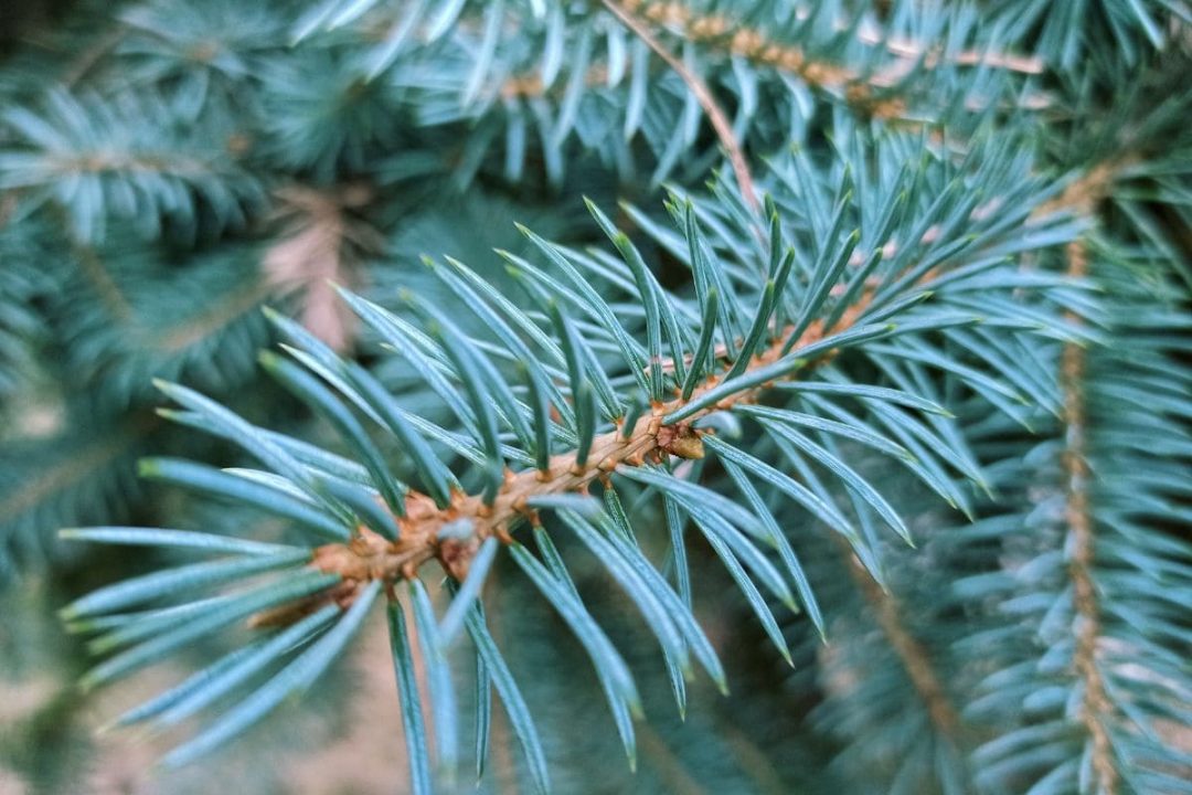 Weeping Blue Spruce Care For Picea Abies Landscape Plant