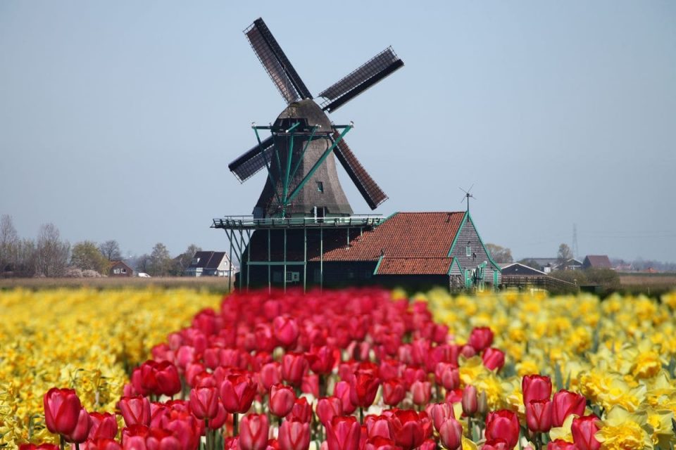 National Flower Of Netherlands Tray Of Jewel Tulip Plantisima