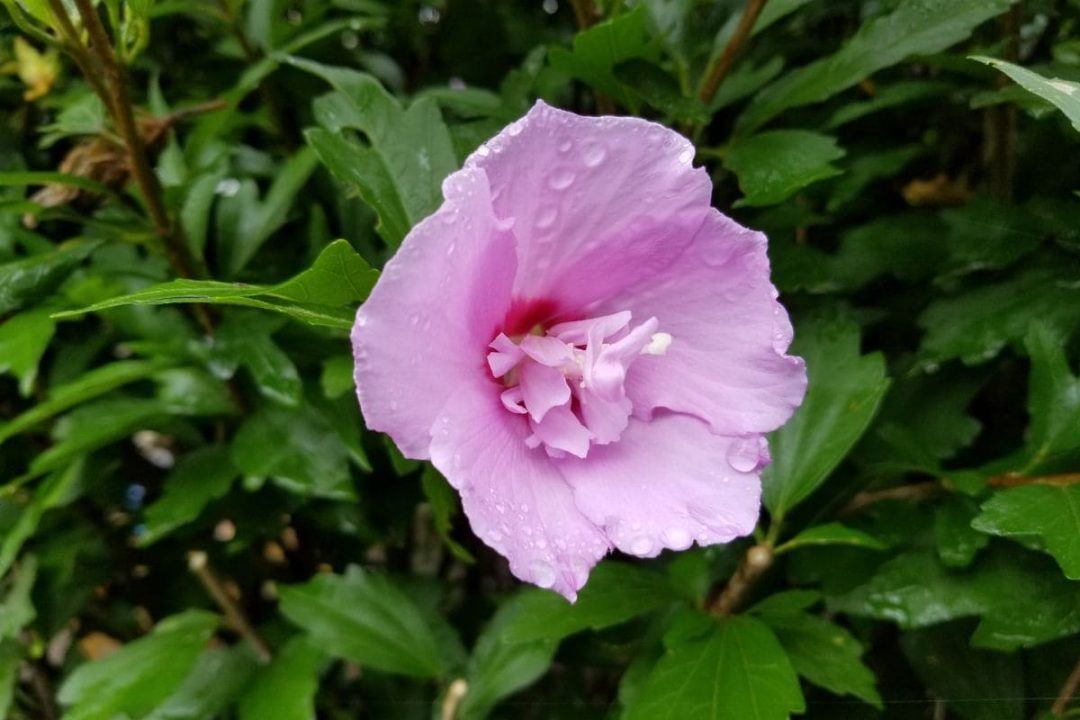 National Flower Of Korea Blooms Of Hibiscus Syriacus Plantisima