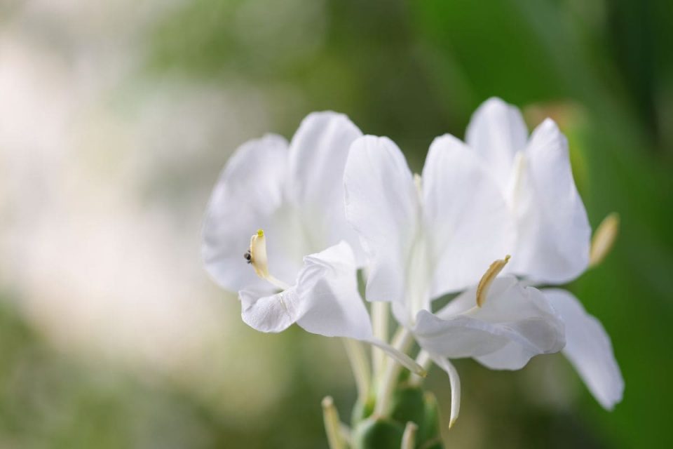 National Flower Of Cuba Beautiful Butterfly Jasmine Plantisima