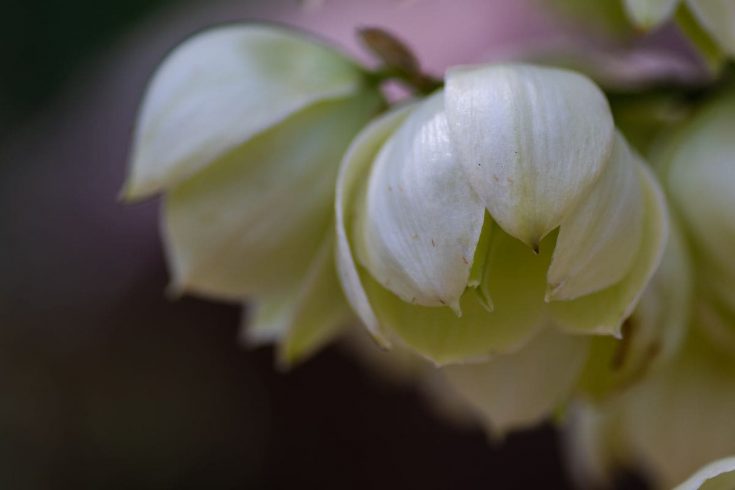 National Flower Of El Salvador Flor De Izote Plantisima