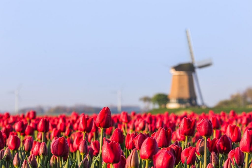 What-Is-The-Symbolism-Of-The-Tulip-Flowers_