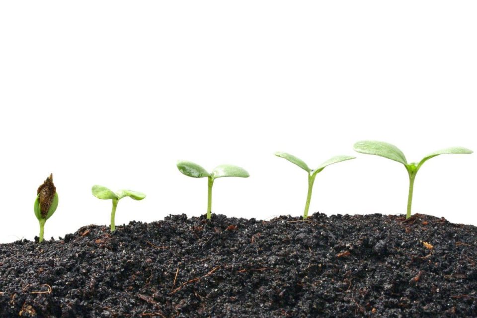 Fast Growing House Plants 9 Varieties Of Fast Growth Indoor Plants