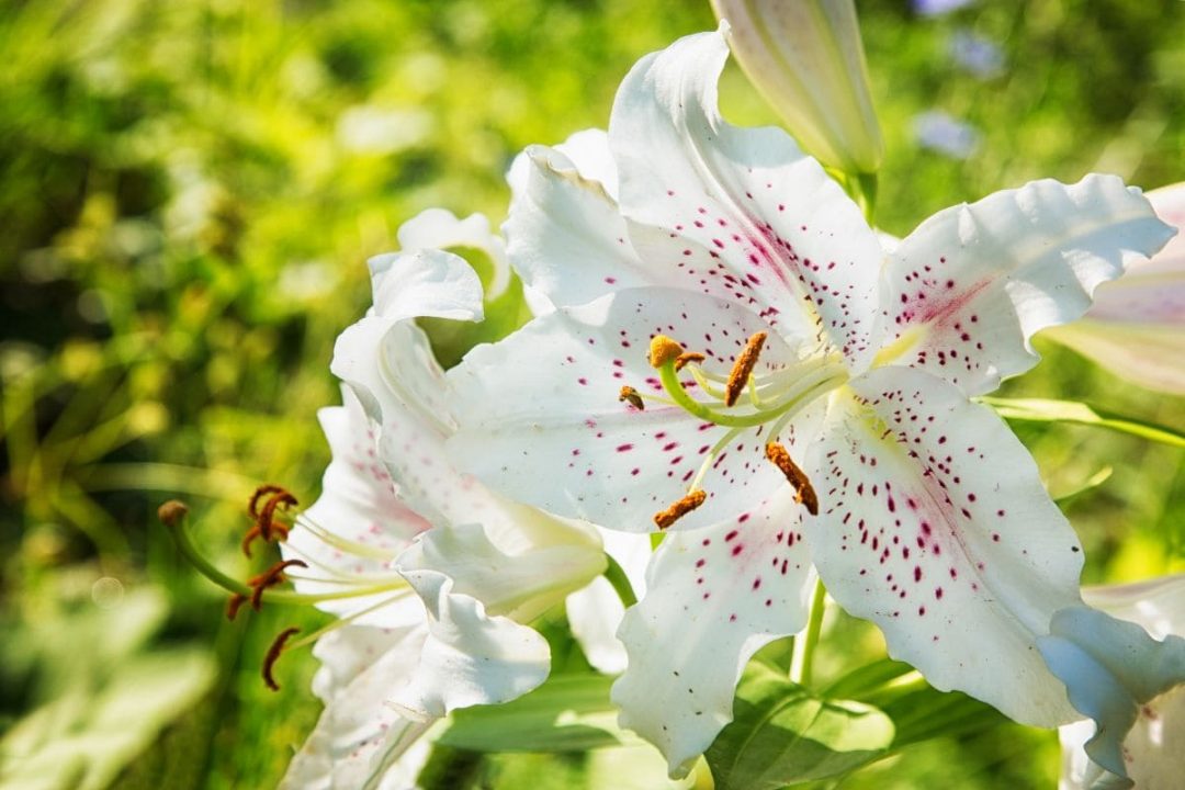 National Flower Of Italy Oriental White Lily Plantisima
