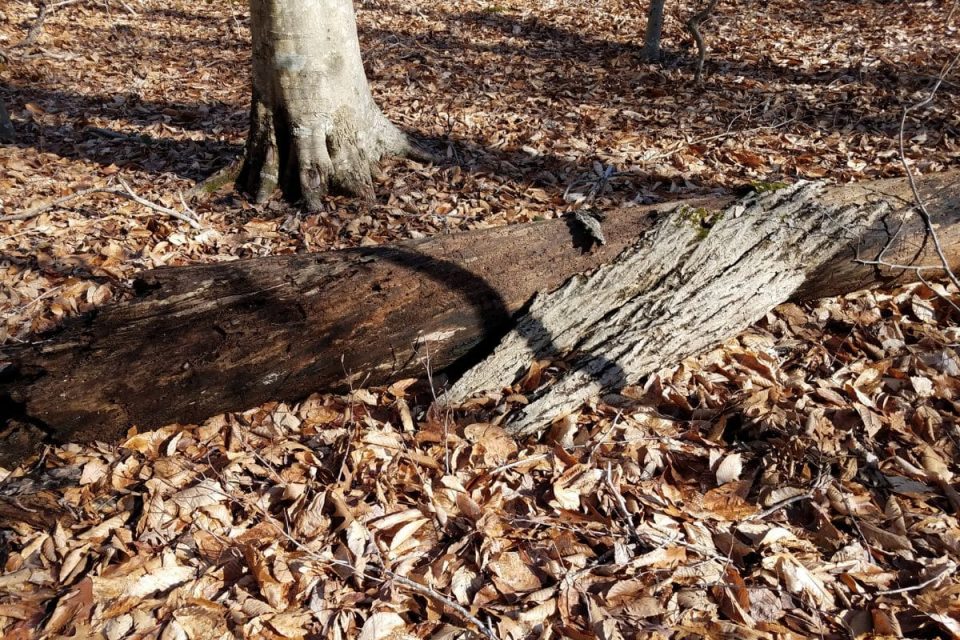 Learn All On How Long Does It Take For Leaves To Plantisima