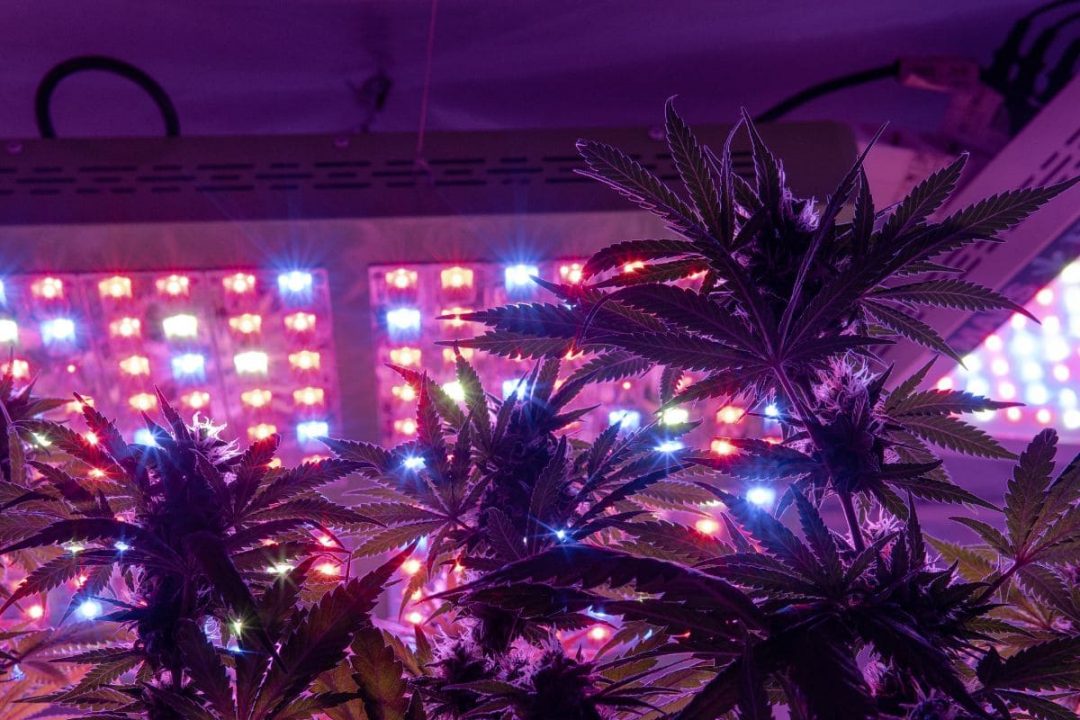 Can Plants Grow With Artificial Light? Let's Find Out! Plantisima