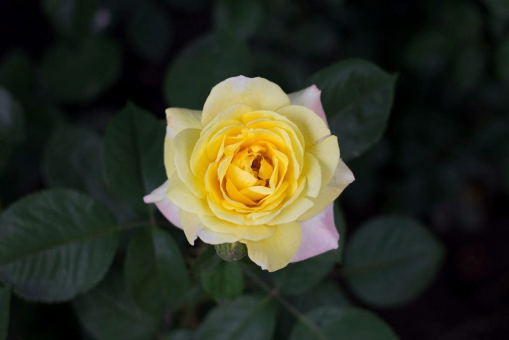 1. Bright Yellow Roses