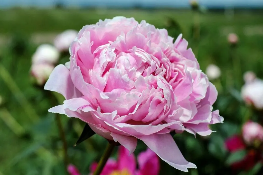 13.-Peony